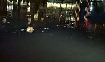 Кто рядом с нами: каких животных можно увидеть в Туле во время паводка? 