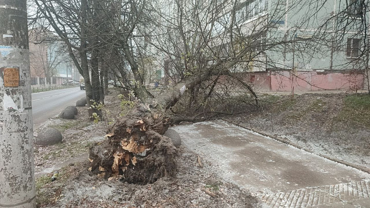 В Туле на улице Агеева свалилось дерево
