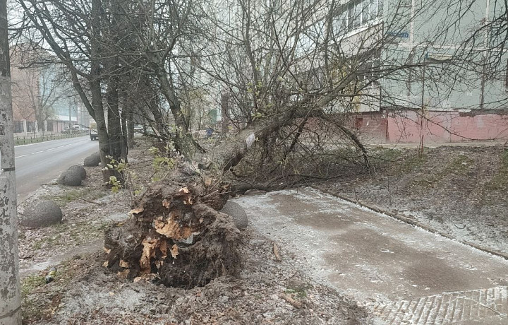 В Туле на улице Агеева свалилось дерево