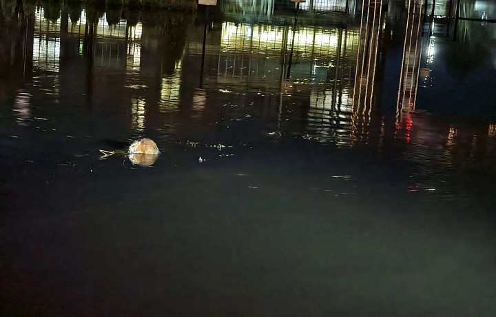 Кто рядом с нами: каких животных можно увидеть в Туле во время паводка? 