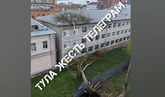 В Туле на областной центр образования на улице Софьи Перовской упало дерево