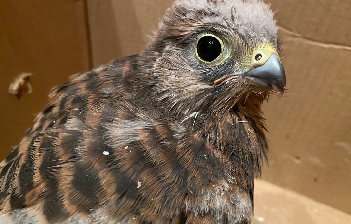 Тульские волонтеры заявили о нашествии слетков пустельг в регионе