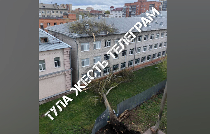 В Туле на областной центр образования на улице Софьи Перовской упало дерево