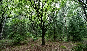 В тульских лесах установили солонцы для животных