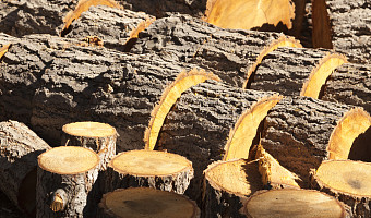 Тульская компания нарушила правила ввоза пиломатериалов