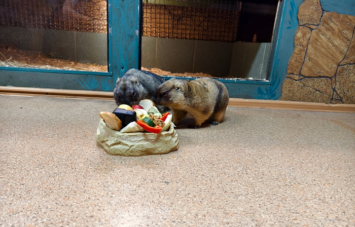 Сурки из Тульского экзотариума предсказали теплую погоду этой весной