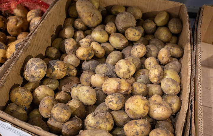 Чтобы «глазки» не прорастали раньше времени: садовод Ирина Ульянова рассказала о четырех ошибках при хранении картофеля