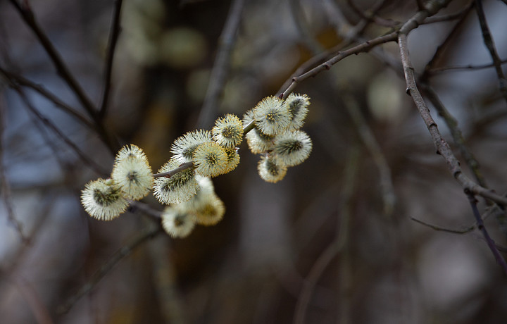 Низкое давление и дождь: прогноз погоды в Тульской области на 23 и 24 марта