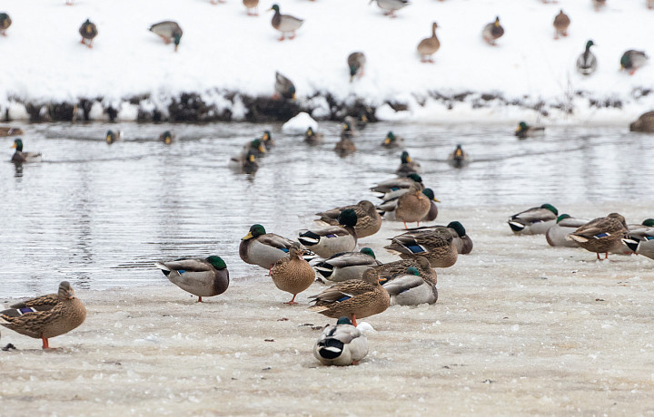 В Тульской области к концу рабочей недели потеплеет до +3 градусов