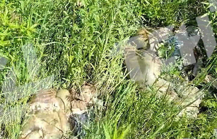 В Туле после празднования Курбан-байрама неизвестные устроили свалку из внутренностей и шкур баранов