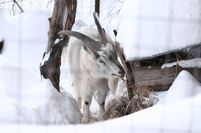 Зверские морозы: как животные зооуголка Белоусовского парка переживают снежную зиму и природные катаклизмы. Фоторепортаж
