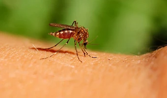 Комары в Тульской области могут быть переносчиками опасных заболеваний