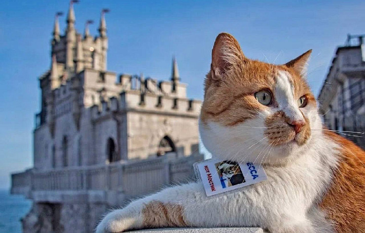 Внештатный сотрудник РИА Новости крымский Котик Мостик поблагодарил туляка за портрет