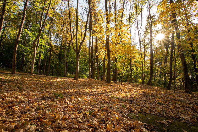 Тульские поисковики рассказали, как сказались на их работе отключения Интернета | ТСН24