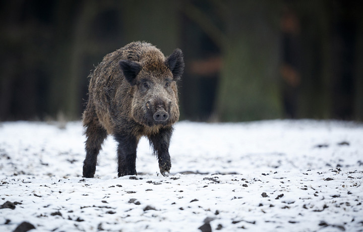 Как правильно охотиться, и за что могут наказать – правила для тульских охотников