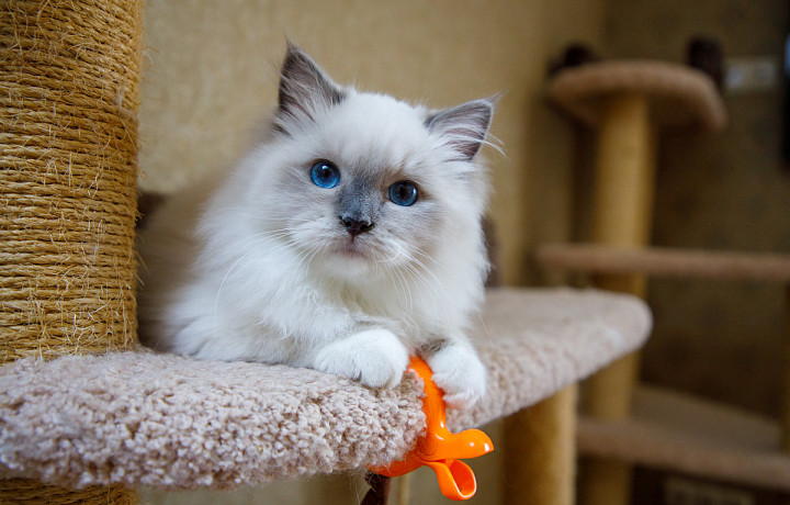 Психолог Девятка рассказал тулякам о пользе совместного сна с домашними питомцами