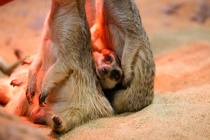 «Сурикаты агрессивно относятся к чужакам»: стоит ли заводить таких питомцев в доме