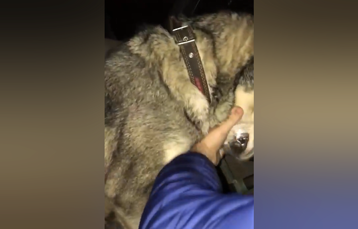 В Алексине женщина замотала скотчем пасть своей собаке за испорченную еду