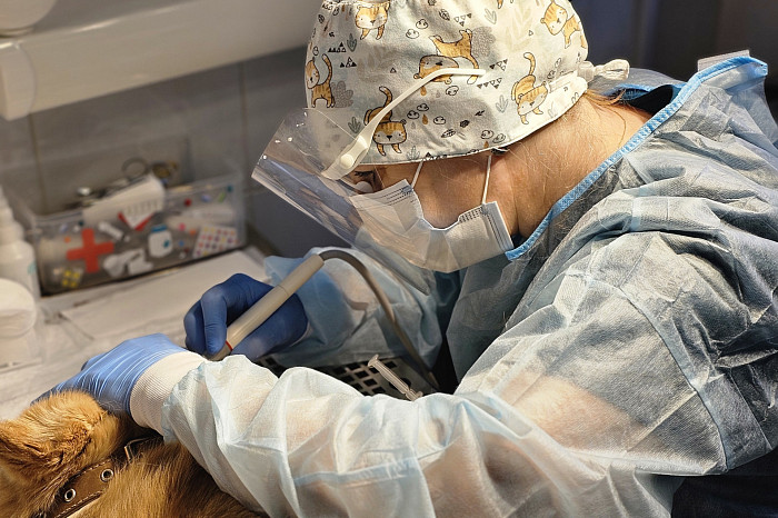 «Откройте пасть, скажите «рррр»: как понять, что у собаки или кошки проблемы с зубами – поговорили с ветеринаром-стоматологом