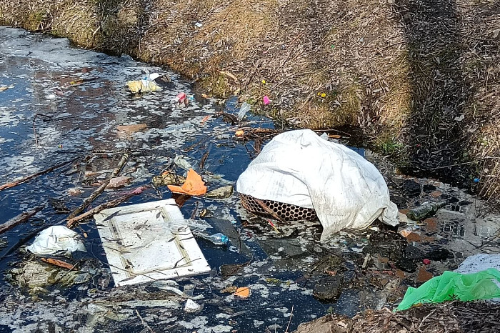 Жители Тулы обратили внимание на ужасное состояние пруда в Мясново, где жили редкие черепахи