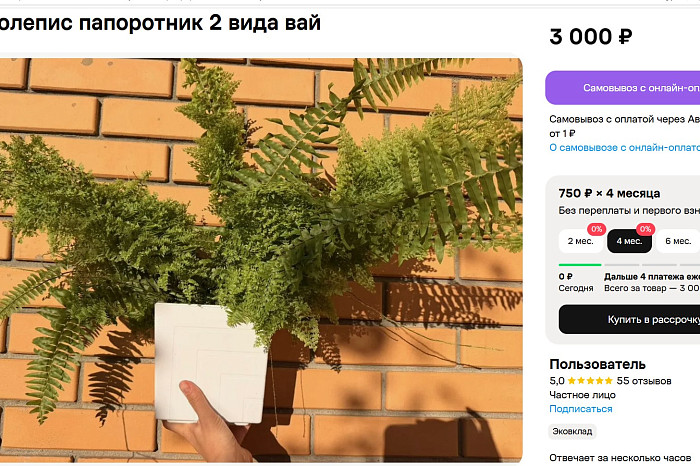 Пять цветов за 15 000: сколько стоят комнатные растения в Туле и главные советы для начинающих цветоводов