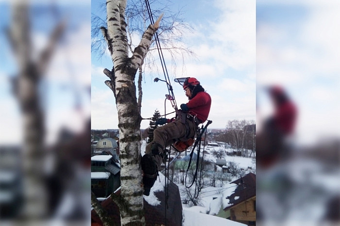 Профессия – «древесный хирург»: арборист рассказал, как работает с деревьями в условиях урбана