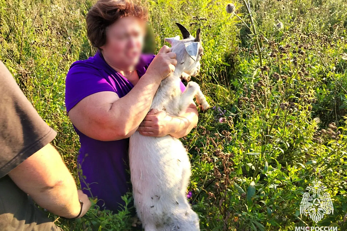 Ефремовские огнеборцы спасли упавшего в канализационный люк козленка Ефремовские огнеборцы спасли упавшего в канализационный люк козленка