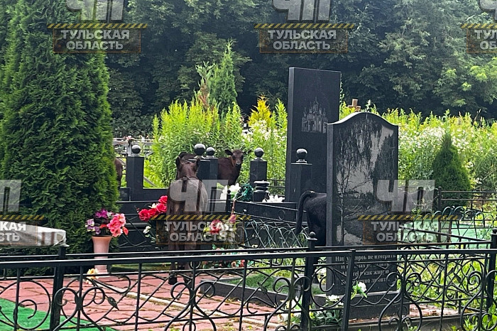 Под Дубной коровы повредили могилы на сельском кладбище Под Дубной коровы повредили могилы на сельском кладбище