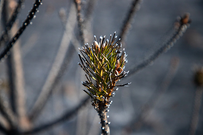 Загорятся ли в Тульской области поля после заморозков и снега — отвечают в МЧС