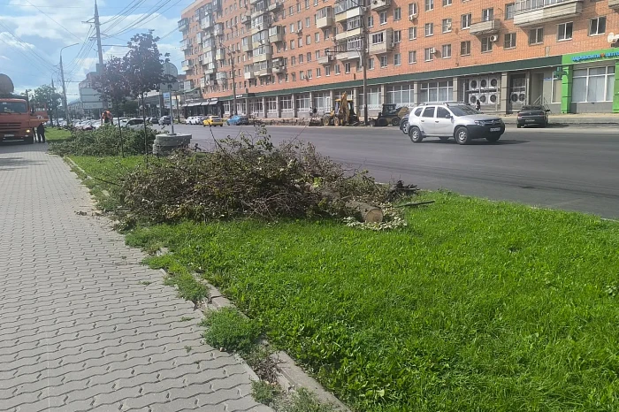 В Туле объяснили вырубку деревьев на Красноармейском проспекте
