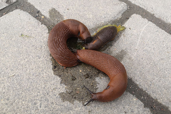 Туляков пугают пауки-осы, но город уже атакуют куда более отвратительные существа: и они опасны для людей и домашних животных