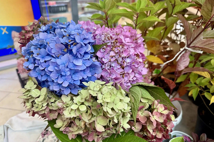 Фиалки-химеры и суккуленты-суши: какие редкие растения привезли на цветочную выставку в Тулу Фиалки-химеры и суккуленты-суши: какие редкие растения привезли на цветочную выставку в Тулу