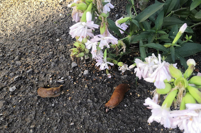 Туляков пугают пауки-осы, но город уже атакуют куда более отвратительные существа: и они опасны для людей и домашних животных