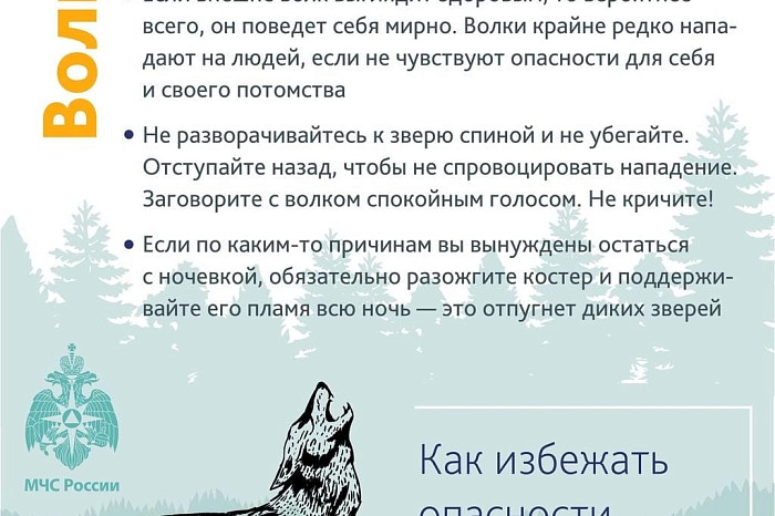 Медведь, волк, кабан: где в Тульской области можно встретить диких животных и что делать в случае опасности