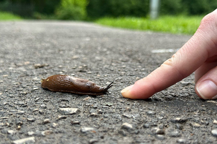 Богомолы, шакалы, ливни и +33°C: как уже изменился климат в Тульской области и что будет дальше? Богомолы, шакалы, ливни и +33°C: как уже изменился климат в Тульской области и что будет дальше?