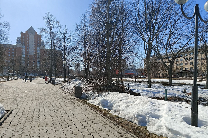 Жительница Тулы обеспокоена вырубкой деревьев в сквере на Красноармейском проспекте