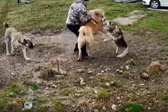 «Я их разнимал голыми руками»: мужчина получил травмы, пытаясь защититься от соседских собак