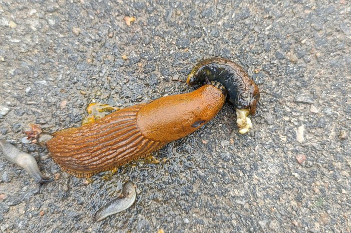 Туляков пугают пауки-осы, но город уже атакуют куда более отвратительные существа: и они опасны для людей и домашних животных