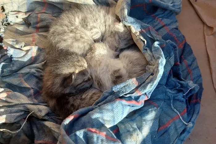 Миссия с хвостиками: тульские спасатели помогли вытащить котят во время разбора здания в Дагестане