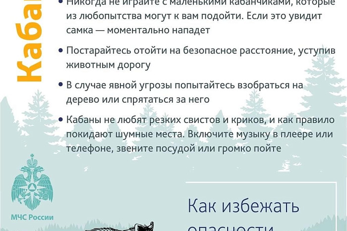 Медведь, волк, кабан: где в Тульской области можно встретить диких животных и что делать в случае опасности