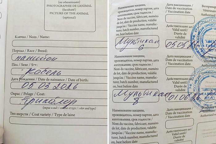 Собачий вопрос: в Туле покупатель щенка поругался с заводчиком из-за хвоста и гельминтов