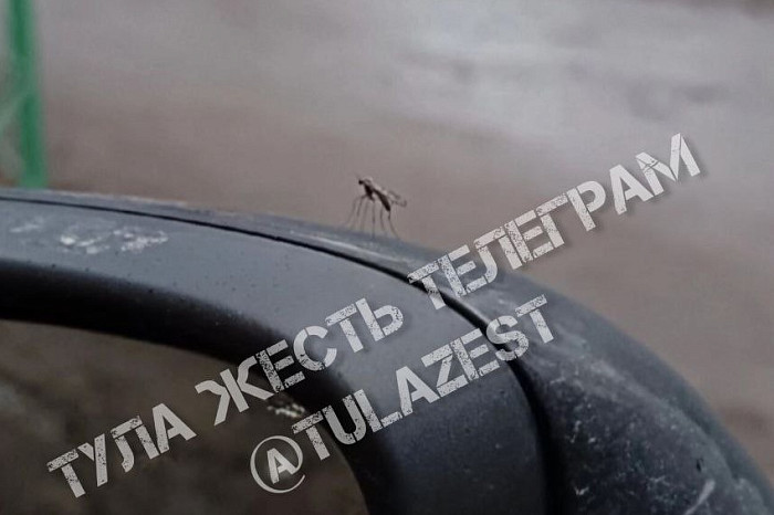 Цветы, грибы, комары и жуки в январе: туляки выкладывают в сеть последствия погодной аномалии Цветы, грибы, комары и жуки в январе: туляки выкладывают в сеть последствия погодной аномалии