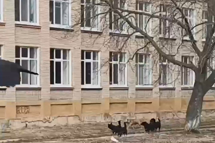 Стая бродячих собак оккупировала территорию возле школы в Новомосковске Стая бродячих собак оккупировала территорию возле школы в Новомосковске