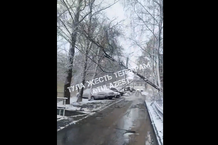 На улице Демонстрации в Туле дерево упало на авто, а на Седова — на провода