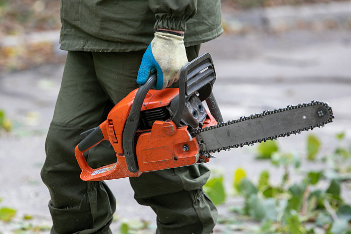 Профессия – «древесный хирург»: арборист рассказал, как работает с деревьями в условиях урбана