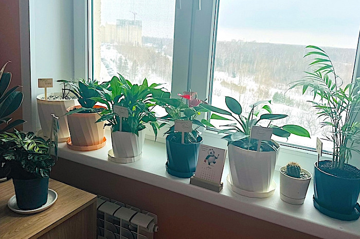 Руки прочь от фикуса, и никто не пострадает: о неочевидных вредных и полезных свойствах домашних растений рассказывает комнатный садовод