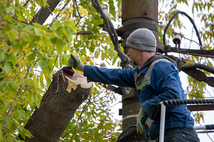 Профессия – «древесный хирург»: арборист рассказал, как работает с деревьями в условиях урбана