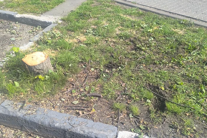 В Туле объяснили вырубку деревьев на Красноармейском проспекте
