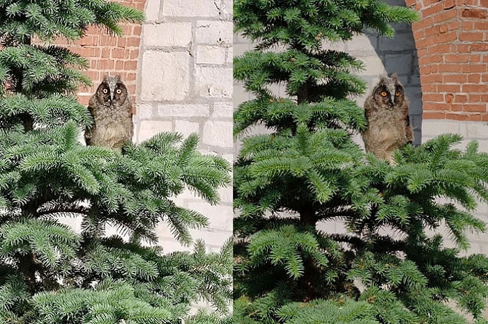 Лесная братва: почему диких животных все чаще можно встретить в черте города