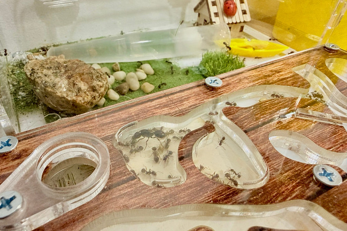 «Целое государство на столе»: как в квартире тулячки поселилась муравьиная ферма